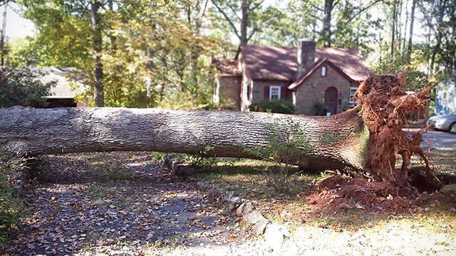 White Oak Tree Fallen Across A Driveway
