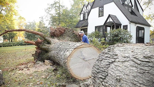 Using A Chainsaw To Cut A Very Large White Oak Tree