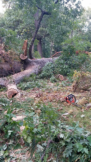 White Oak Tree Branches Being Cut With A Chainsaw