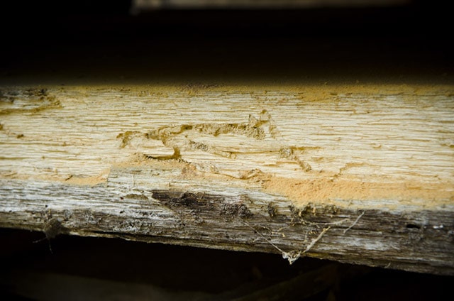 Rotting Wood Or Sap Wood From Insects