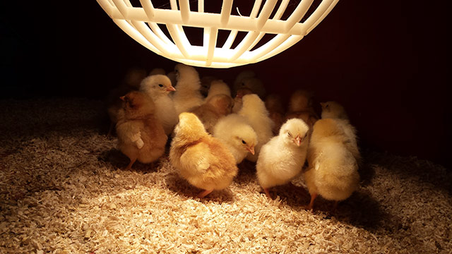 Baby Chicks Under A Heat Lamp