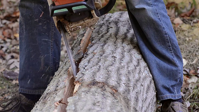 Using A Chainsaw To Clear Fibers To Split A Log