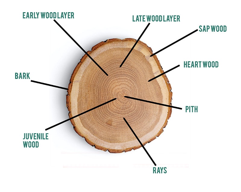 Anatomy Of A Log Rings